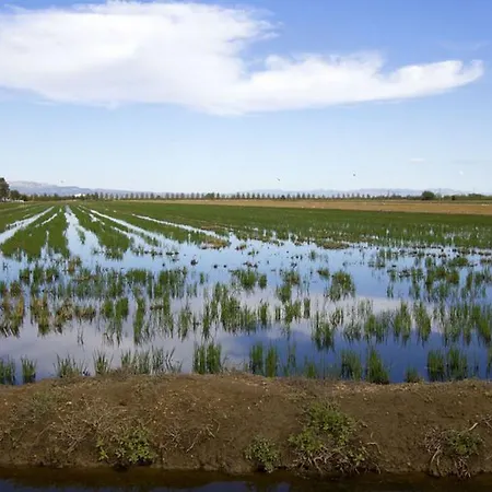 Mi En El Delta Del Ebro * Deltebre